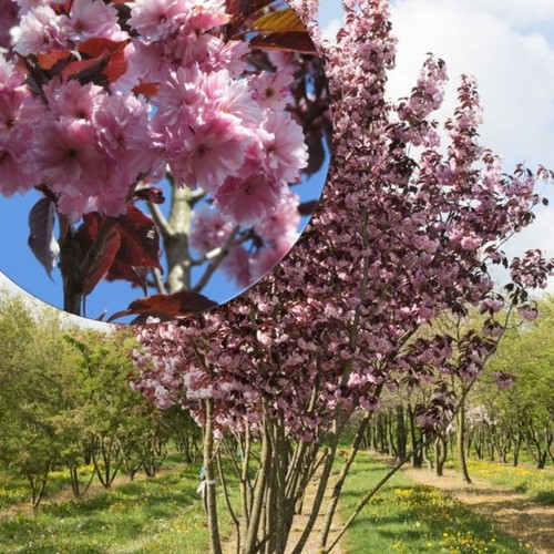 Prunus serrulata 'Royal Burgundy' - Peensaagjas kirsipuu 'Royal Burgundy' C3/3L